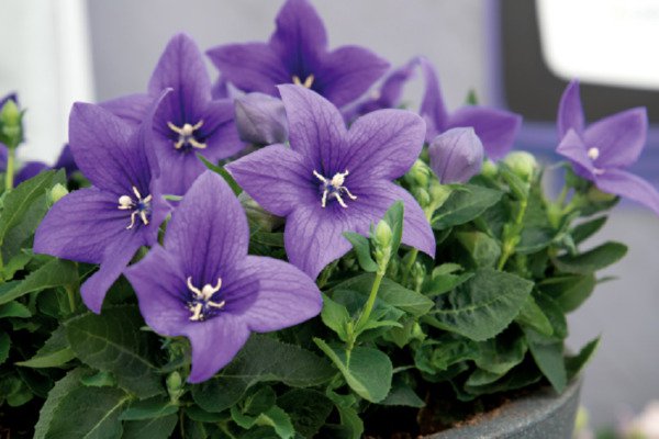 Platycodon Seeds 25 Seeds Balloon Flower Platycodon Pop Star Blue Fresh Garden