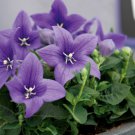 Platycodon Seeds 25 Seeds Balloon Flower Platycodon Pop Star Blue Fresh Garden