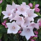 Platycodon Seeds 25 Seeds Balloon Flower Platycodon Pop Star Pink Fresh Garden