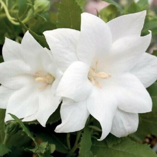 Platycodon Astra Semi Double White 50 Balloon Flower Seeds Fresh Garden