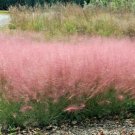 30 Pink Muhly Grass Seeds Muhlenbergia Capillaris In Stock Fresh Garden