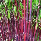 50 Siergras Bamboo Seeds Privacy Clumping Seed Flower Fresh Garden