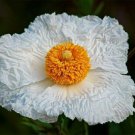 Romneya Coulteri California Tree Poppy Coulters Matilija 10 Seeds Fresh Garden