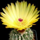 Notocactus Buiningii Parodia Rare Cactus Cacti 20 Seeds New Crop Fresh Garden