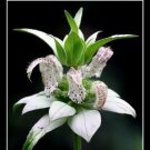 Spotted Bee Balm 25 Seeds Rare Perennial White Flower Fresh Garden