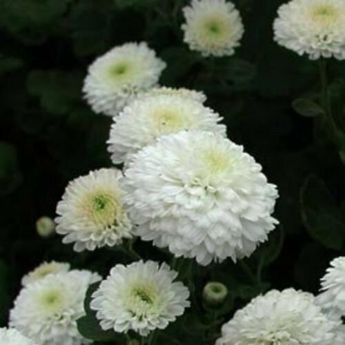 Snow White Chrysanthemum Mums Flowers Planting 200 Seeds Fresh Garden