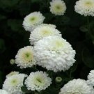 Snow White Chrysanthemum Mums Flowers Planting 200 Seeds Fresh Garden
