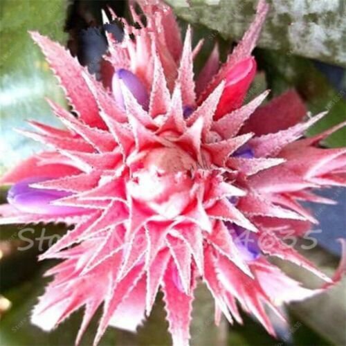 Succulent Seeds Lithops Rare Living Stones Plants Cactus Home Plant Hot 50 Pcs Fresh Garden