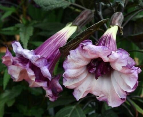 25 Bright Pink Purple Bleeding Heart Seeds Flowers Seed Flower Fresh Garden
