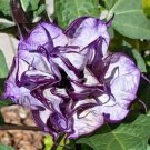 Angel Trumpet Double Purple Datura Metel 'Fastuosa' Flower Seed 25 Fresh Garden