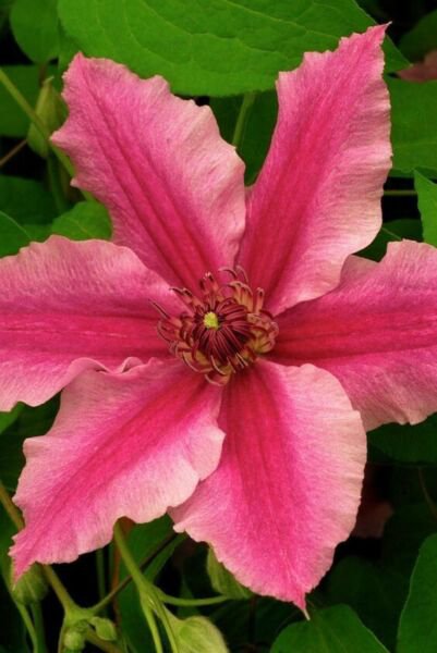 25 Bright Pink Clematis Seeds Bloom Flowers Perennial Seed Flower Fresh Garden