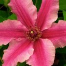 25 Bright Pink Clematis Seeds Bloom Flowers Perennial Seed Flower Fresh Garden