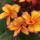 6 Plumeria Seeds Perennial Flower New For 2023 Plumeria Rubra Flowers Fresh Garden