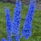 Bright Blue Delphinium 26 Seeds Perennial Flower Fresh Garden
