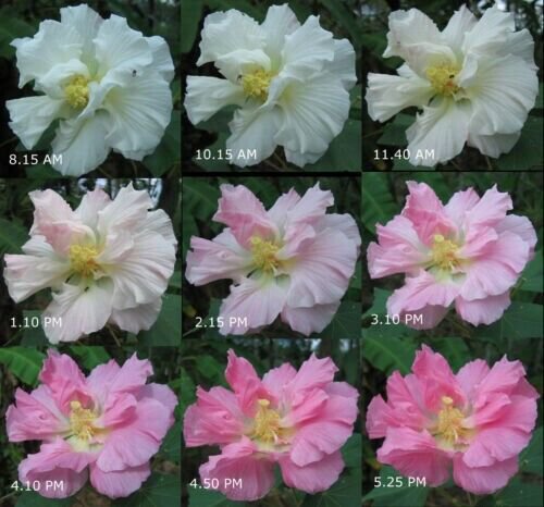 Confederate Rose (Hibiscus Mutabilis) Cotton Rosemallow Color Changing Blooms Fresh Garden