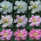 Confederate Rose (Hibiscus Mutabilis) Cotton Rosemallow Color Changing Blooms Fresh Garden