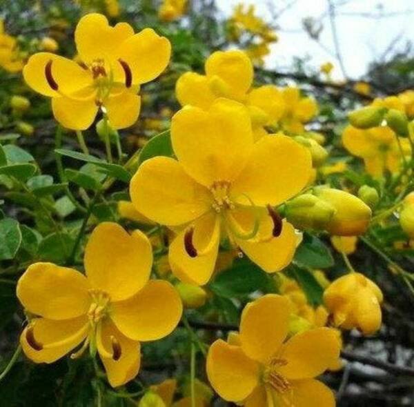 Desert Cassia Seeds Fragrant Desert Bush Cassia Nemophila 25 Seeds Fresh Garden