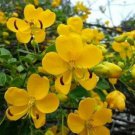 Desert Cassia Seeds Fragrant Desert Bush Cassia Nemophila 25 Seeds Fresh Garden