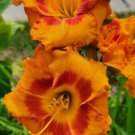 Hybridized Daylily Seeds Vitamin C X Scorched Earth 10 Seeds Fresh Garden