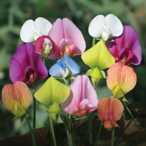 Mixed Colored Sweet Pea Lathyrus Belinensis Beautiful Flower Plant 10 Seeds Fresh Garden