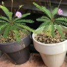 Mimosa Pudica Seeds.Seeds Moving Plant Rare Sensitive 20 Seeds Fresh Garden
