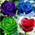 Mixed Rose Seeds Flower Rose Seeds For Planting 40 Seeds J Fresh Garden