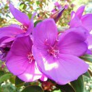 Beautiful Rare Tibouchina Cardinalis ""Brazilian Princess Flower"" Seeds Fresh Garden