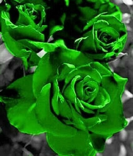 Green Rose Rosa Bush Shrub Perennial Flower 5 Seeds Fresh Garden