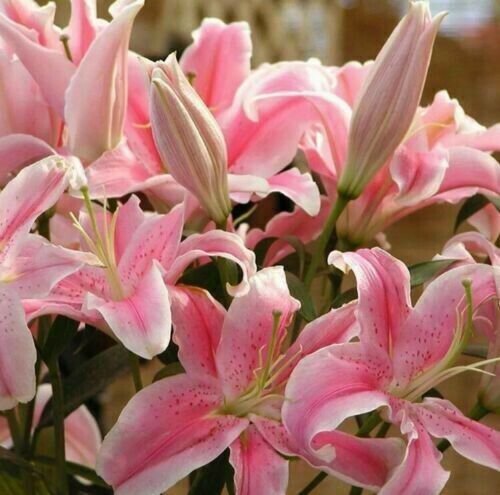 Pink Rare Lily Flower Seeds Planting Flower Lilium Perfume Plant 50 Seed Fresh Garden
