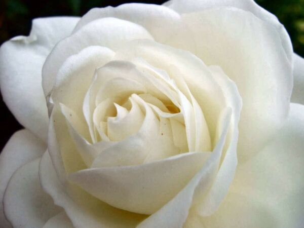 Flower Pots Planters 10 Seeds White Jasmines Seeds Sweet Soul Jasmine Seeds Fresh Garden