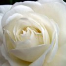 Flower Pots Planters 10 Seeds White Jasmines Seeds Sweet Soul Jasmine Seeds Fresh Garden