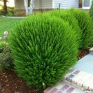 Myrtus Communis Dwarf Myrtle 10 Seeds New Crop Fresh Garden