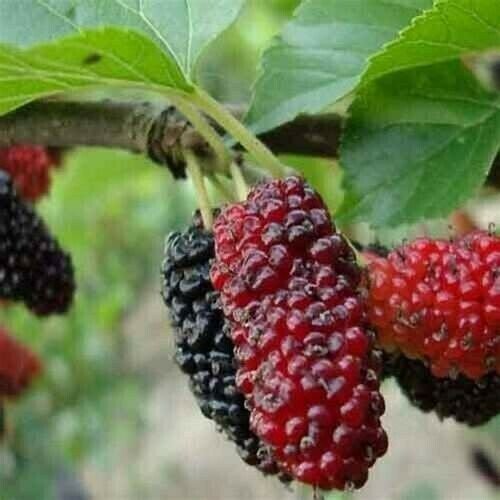 50+ Mulberry Tree Seeds Sweet Fruit Plant Edible Fresh Garden