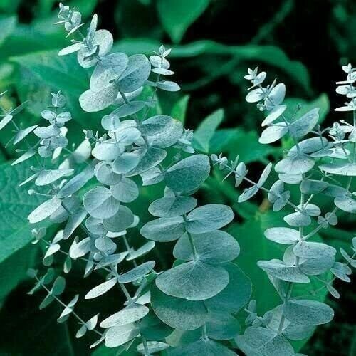 Eucalyptus Pulverulenta Baby Blue Silver Dollar 20 Seeds Fresh Garden