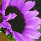Purple Sunflowers Huge Planting Sunflower Large Flowers Floral 50+ Seeds Fresh Garden