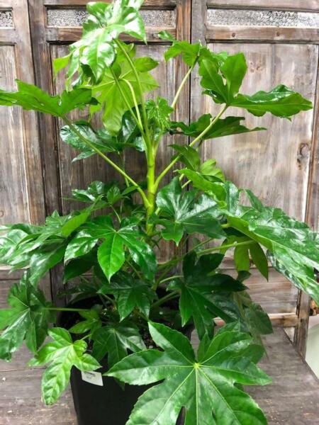 Ficus Altissima 25 Seeds Crop Authentic Fresh Garden