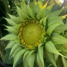 Green Sunflower Seeds Sunfill Organic Sun Flowers (25) Seeds Fresh Garden