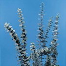 Eucalyptus Rare Pure Baby Blue 20 Authentic Seeds Fresh Garden
