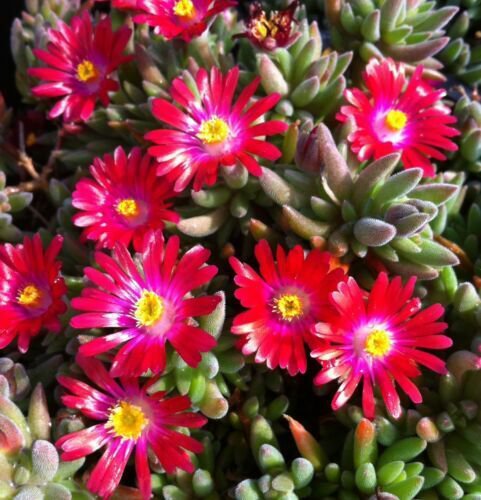 Delosperma Carmine Red Ice Plant Ground Cover Perennial Flower Seeds 30+ Fresh Garden