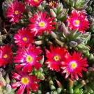 Delosperma Carmine Red Ice Plant Ground Cover Perennial Flower Seeds 30+ Fresh Garden