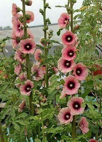 Light Dark Pink Hollyhock 25 Seeds Perennial Flowers Flower Seed Fresh Garden