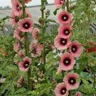 Light Dark Pink Hollyhock 25 Seeds Perennial Flowers Flower Seed Fresh Garden