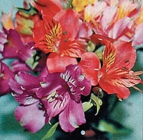 25 Pink Yellow Four O'Clock Flowers Seeds 4 O'Clock Seeds Perennial Fresh Garden