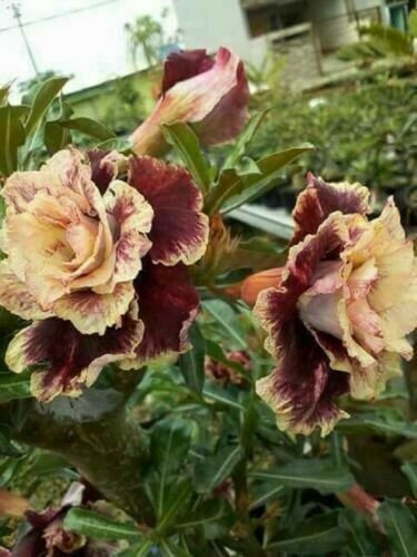20 Double Pink Gray Hibiscus Seeds Flowers Flower Seed Perennial Bloom Fresh Garden