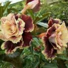 20 Double Pink Gray Hibiscus Seeds Flowers Flower Seed Perennial Bloom Fresh Garden