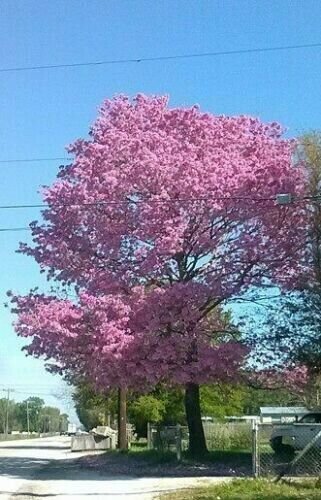 One Dozen Seeds: Pink Tabebuia Ipe Tree Pink Trumpet Treej Fresh Garden