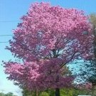 One Dozen Seeds: Pink Tabebuia Ipe Tree Pink Trumpet Treej Fresh Garden