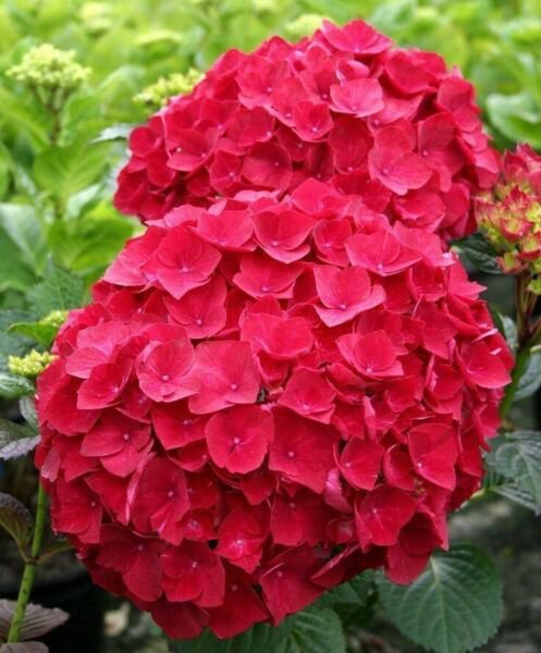 5 Red Hydrangea Seeds Perennial Hardy Shrub Bloom Flower Seed Flowers Fresh Garden