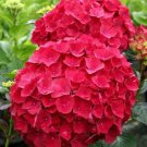 5 Red Hydrangea Seeds Perennial Hardy Shrub Bloom Flower Seed Flowers Fresh Garden