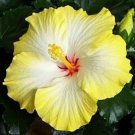 20 Yellow White Hibiscus Seeds Perennial Seed Bloom Flowers Fresh Garden